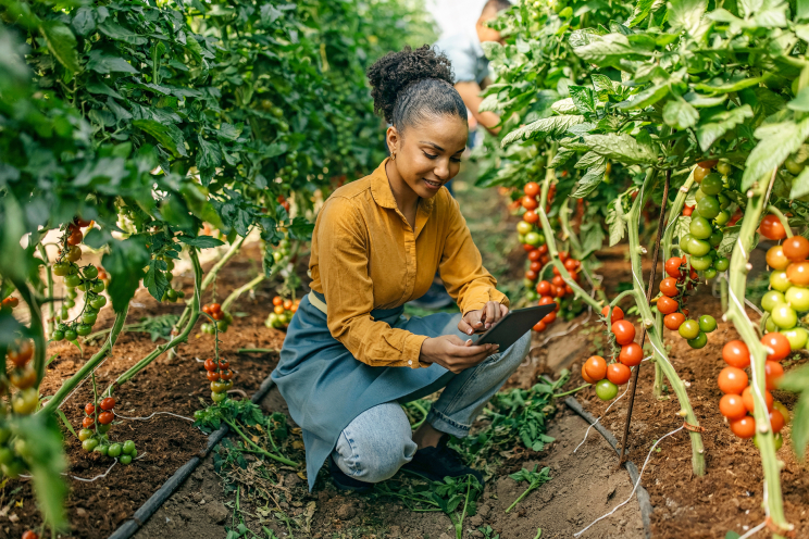 A person bending down in between rows of tomato plants