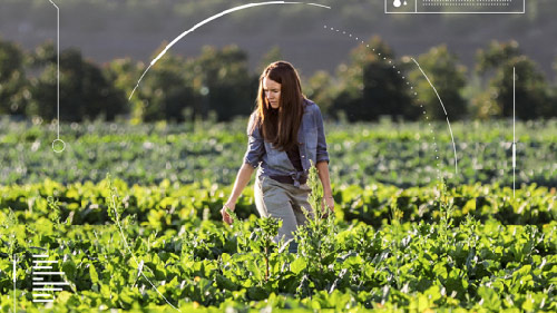 Woman farming in a field of crops